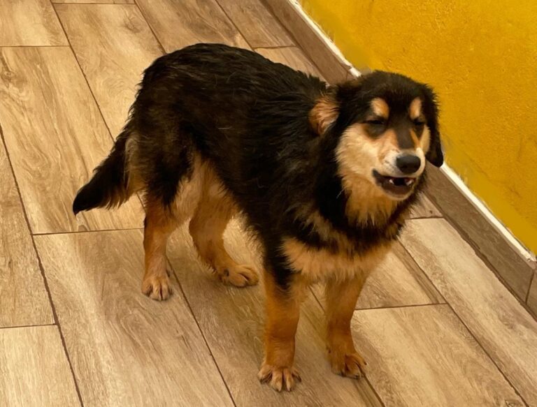 multimedia-foto77651-90-1