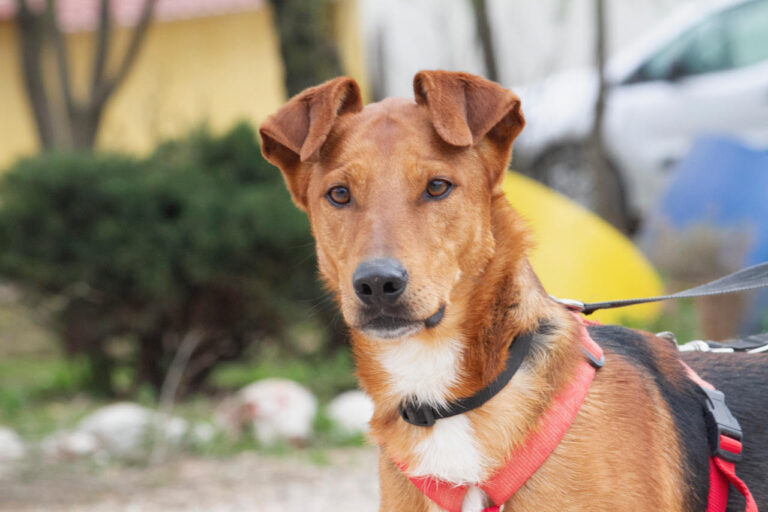 multimedia-foto77700-296-1