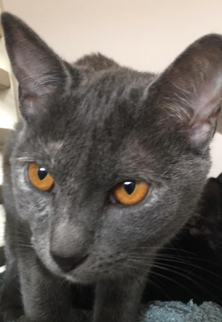 multimedia-foto77722-718-1