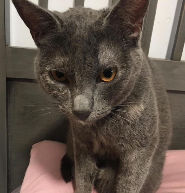 multimedia-foto77730-258-1