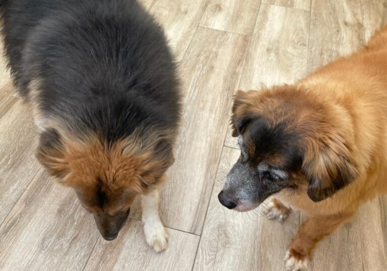 multimedia-foto77780-492-1