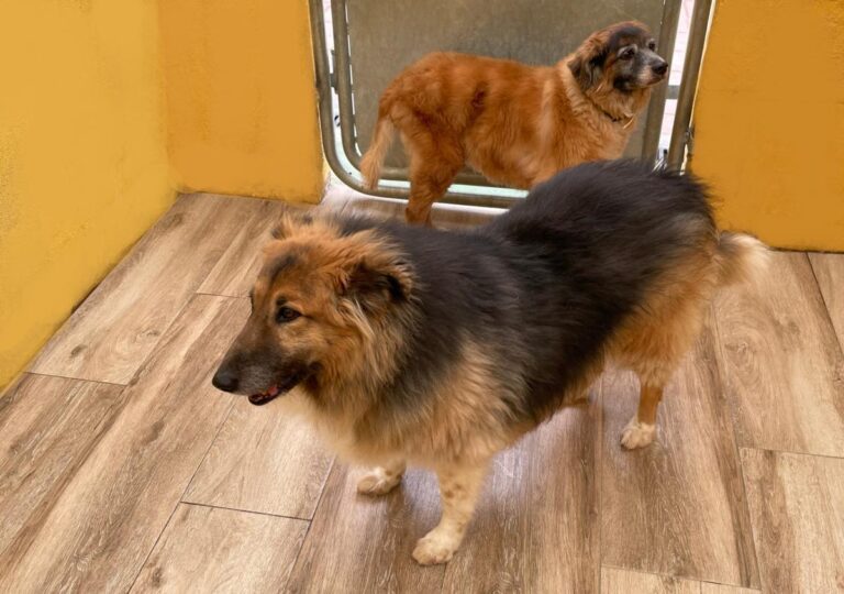 multimedia-foto77781-492-1