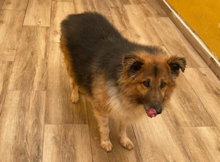 multimedia-foto77785-493-1