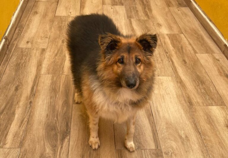 multimedia-foto77786-493-1