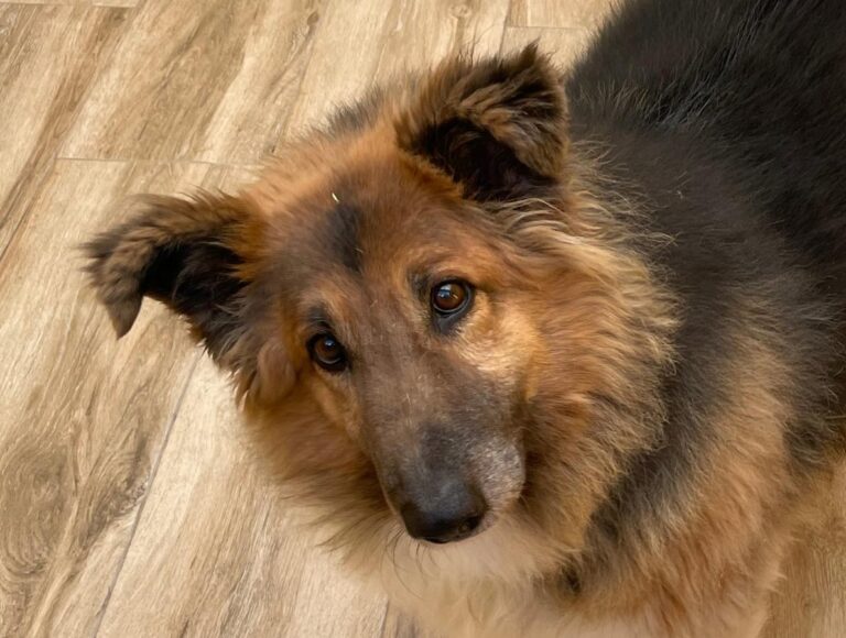 multimedia-foto77790-494-1