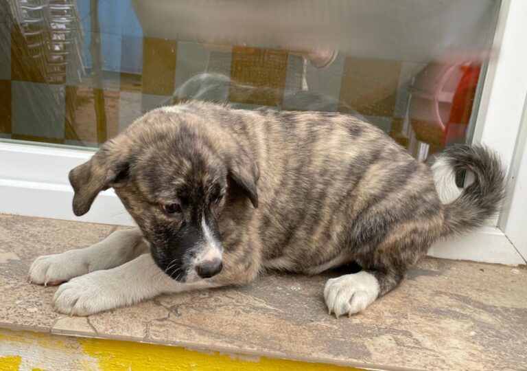 multimedia-foto77810-458-1