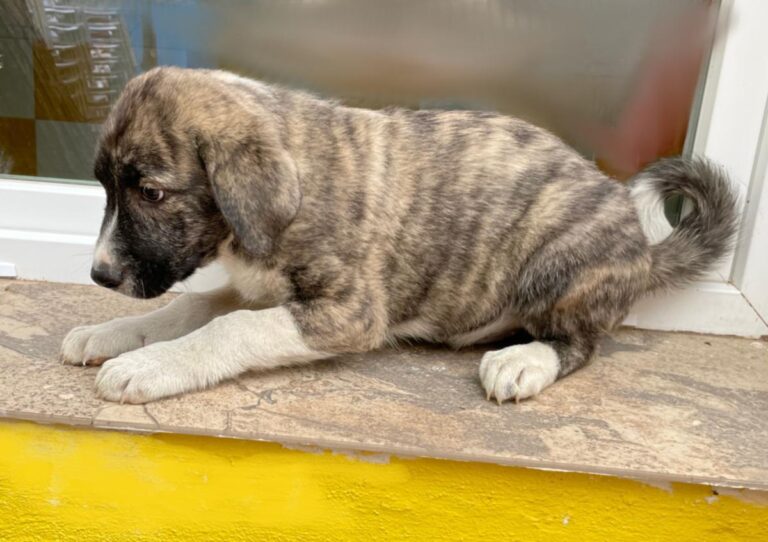 multimedia-foto77811-459-1