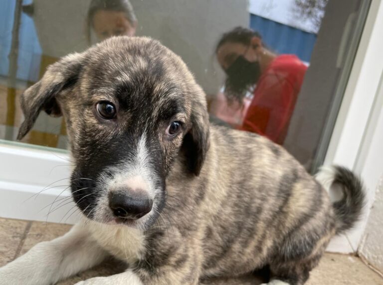 multimedia-foto77816-460-1