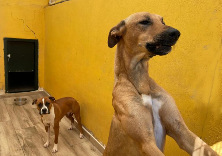 multimedia-foto77847-480-1