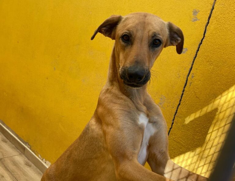 multimedia-foto77848-480-1