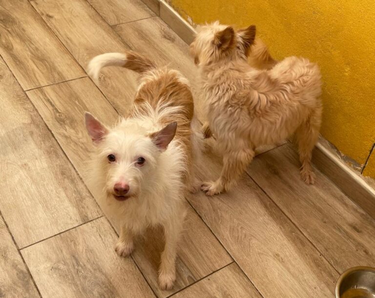 multimedia-foto77876-245-1