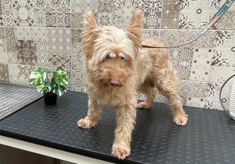 multimedia-foto77885-333-1