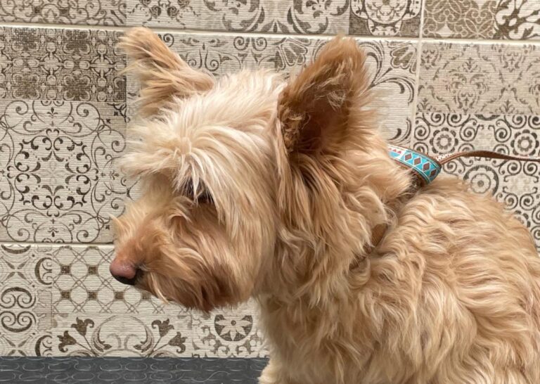 multimedia-foto77888-333-1