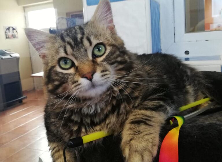 multimedia-foto77896-285-1