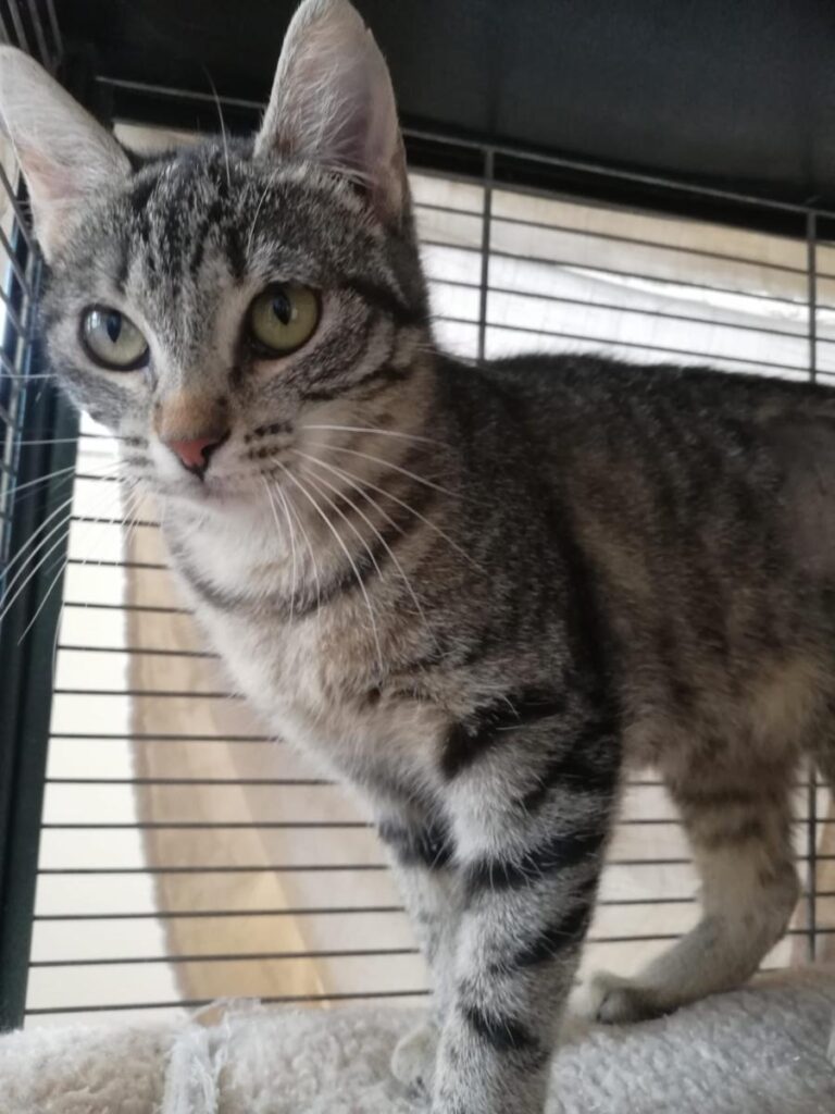 multimedia-foto77902-440-1