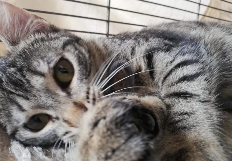 multimedia-foto77904-441-1