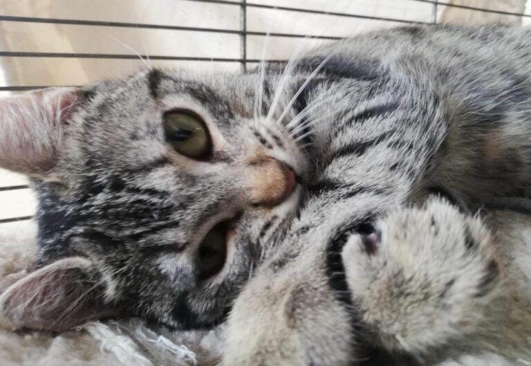 multimedia-foto77905-441-1