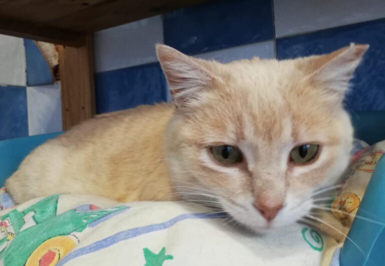 multimedia-foto77908-498-1