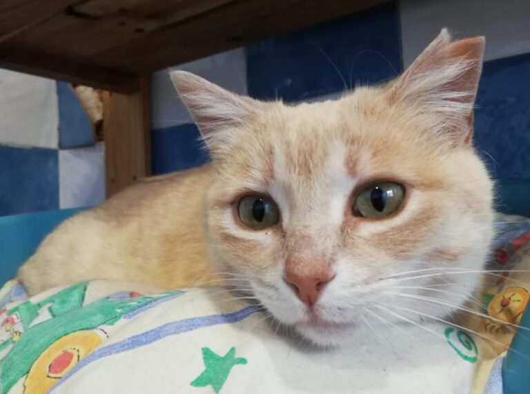 multimedia-foto77909-498-1