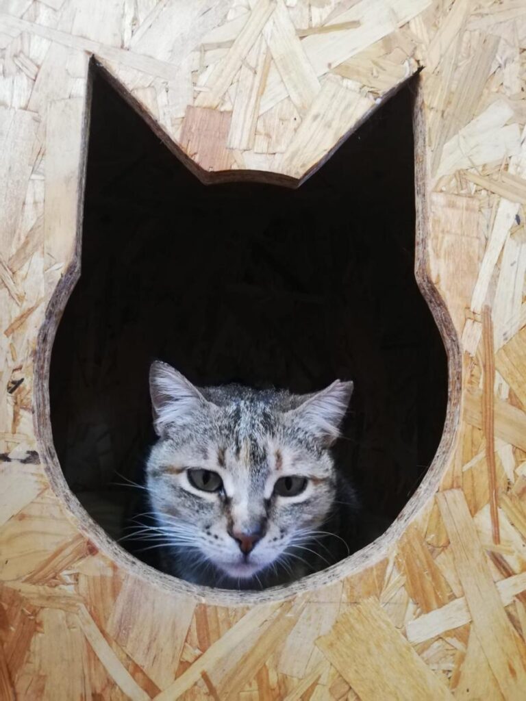 multimedia-foto77910-531-1