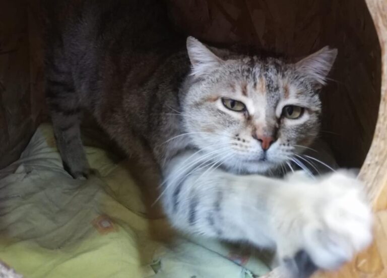 multimedia-foto77912-532-1