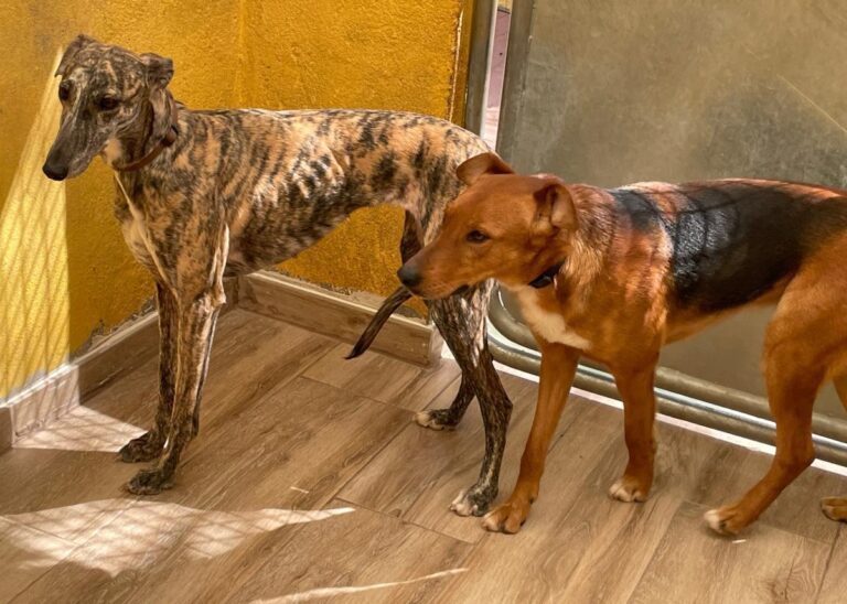 multimedia-foto77939-630-1