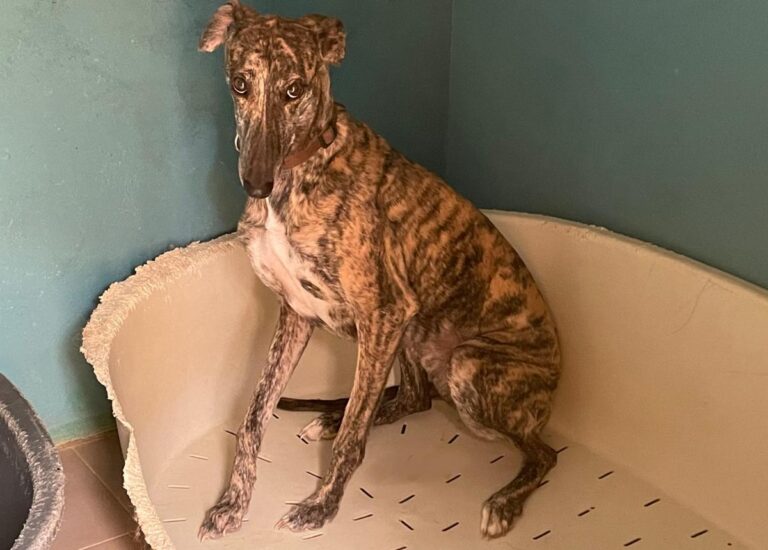 multimedia-foto77940-630-1