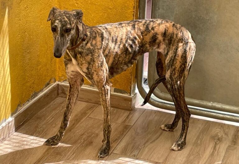 multimedia-foto77941-630-1