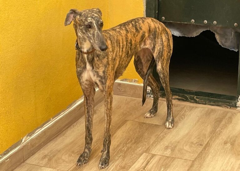 multimedia-foto77943-631-1