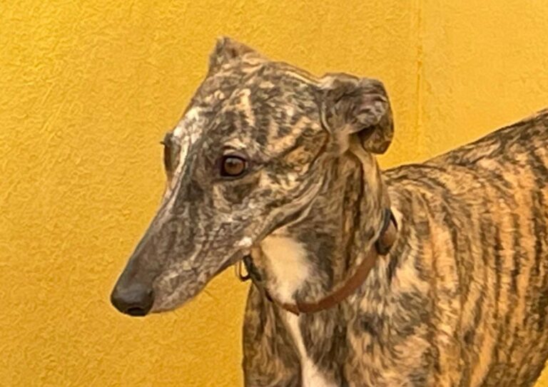 multimedia-foto77945-631-1