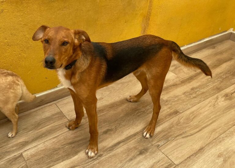 multimedia-foto77950-9-1