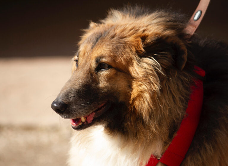 multimedia-foto77971-397-1