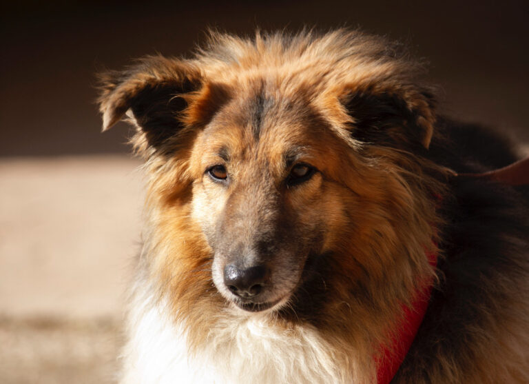 multimedia-foto77972-397-1