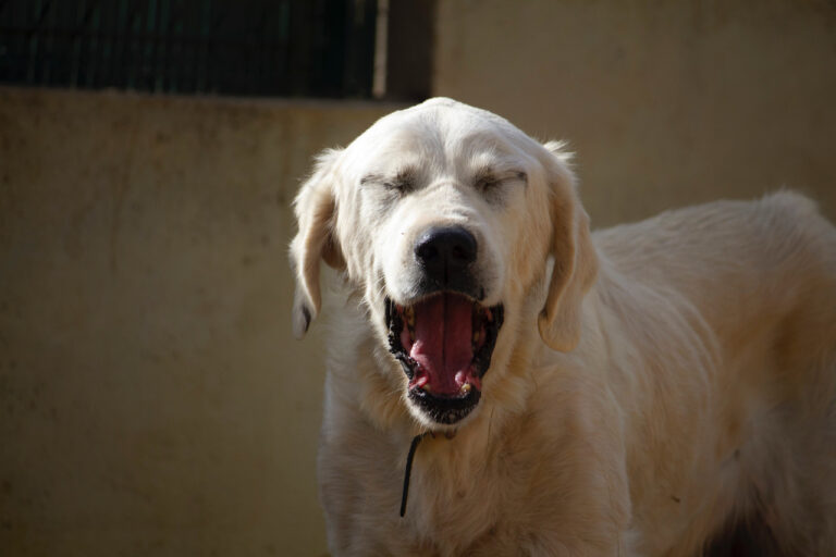 multimedia-foto77973-663-1