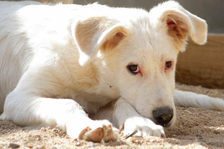 multimedia-foto77980-817-1