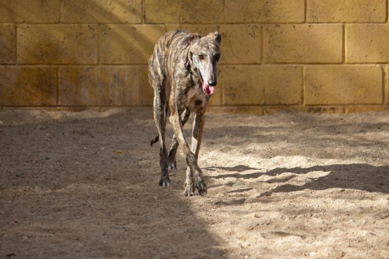 multimedia-foto77989-313-1