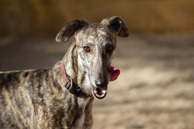 multimedia-foto77990-313-1