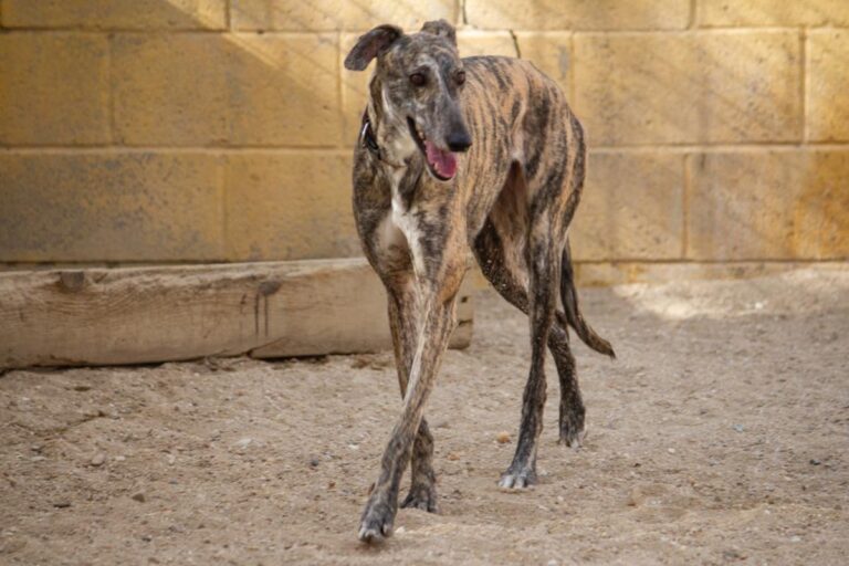 multimedia-foto77991-313-1