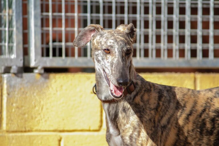 multimedia-foto77992-313-1