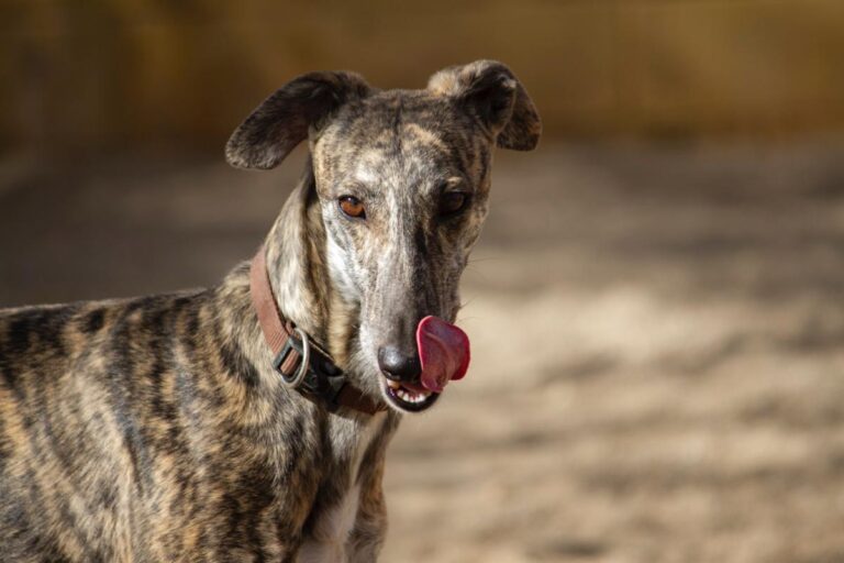 multimedia-foto77994-314-1