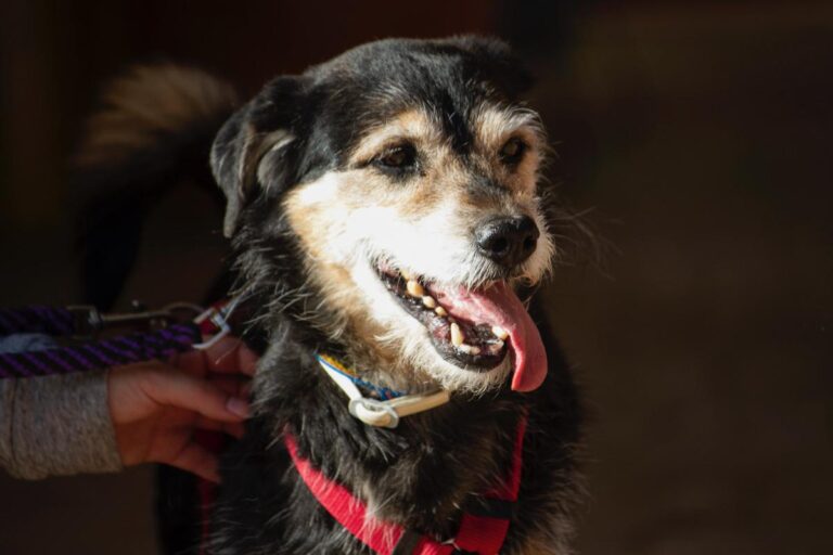 multimedia-foto78009-796-1