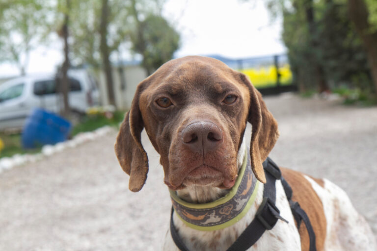 multimedia-foto78039-745-1