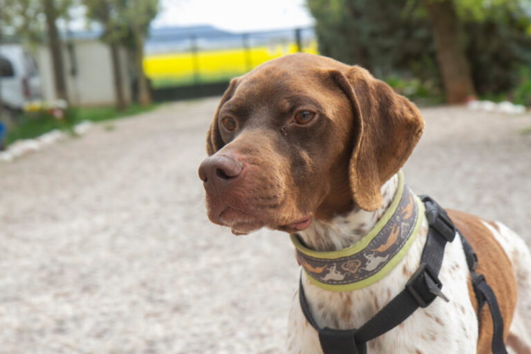 multimedia-foto78040-745-1