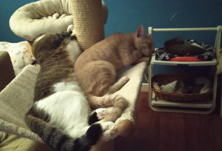 multimedia-foto78146-621-1