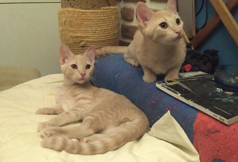 multimedia-foto78148-621-1