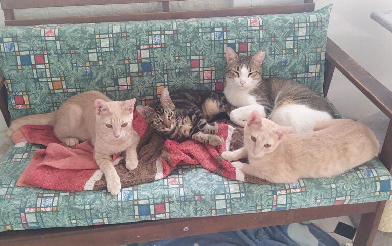 multimedia-foto78149-621-1