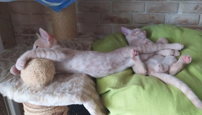 multimedia-foto78150-621-1