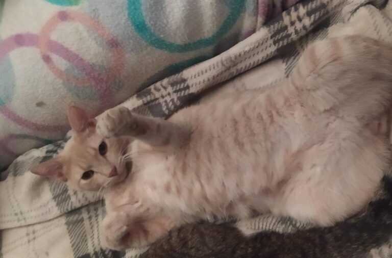 multimedia-foto78152-622-1