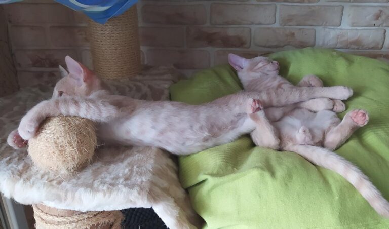 multimedia-foto78153-622-1