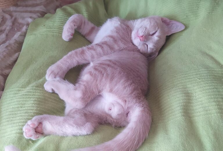 multimedia-foto78154-622-1